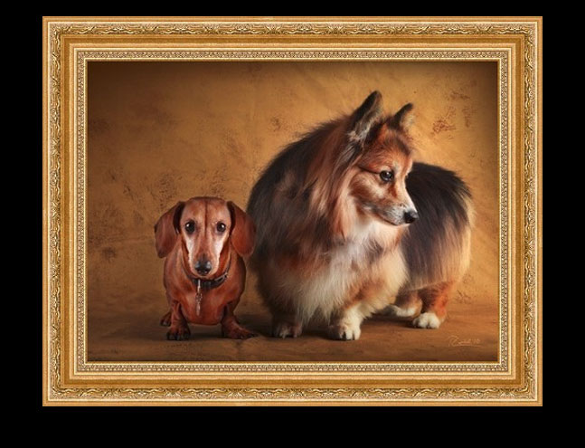Mowgli, the long haired Corgi and Cooper, the Dachshund
